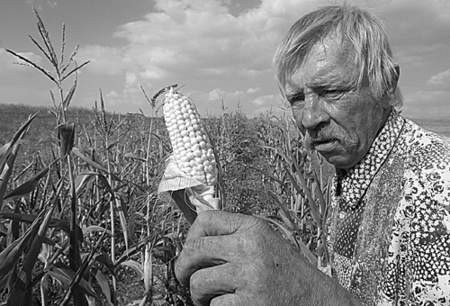 Michał Bazad z Godaszewic w powiecie tomaszowskim ocenia, że z powodu suszy plony kukurydzy mogą być nawet o 70 procent niższe od ubiegło-rocznych fot. Dariusz Śmigielski