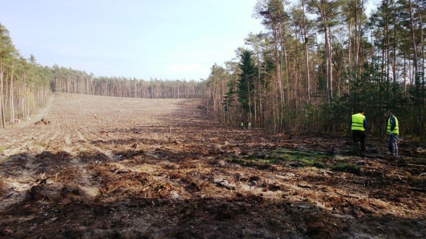 Nadleśnictwo Piaski kończy rozminowywanie swoich lasów.