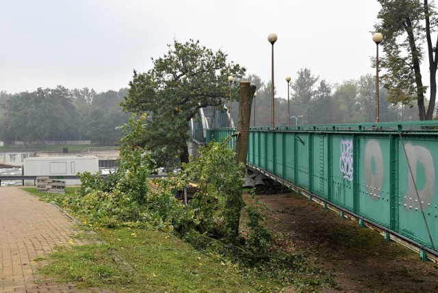 Rozpoczęła się rozbudowa mostu z Pasieki na Bolko. Wycinka drzew budzi emocje