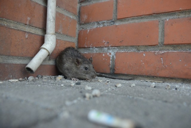 Szczur na Rynku w Międzychodzie pojawił się w ubiegłym tygodniu (zdjęcie ilustracyjne)