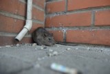 Szczur na Rynku - czy szczury zamieszkały w budynku hotelowym w centrum miasta?