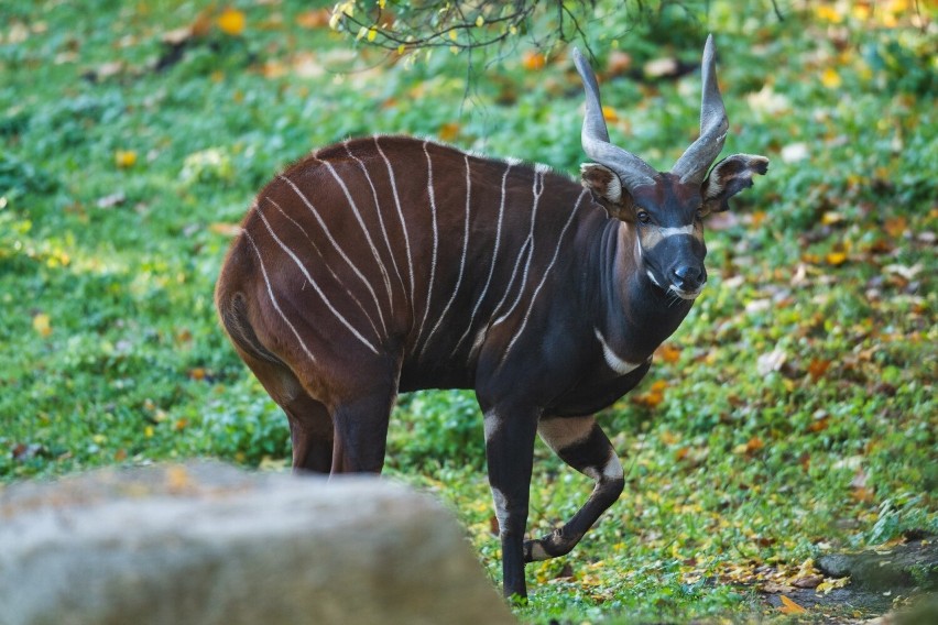 W europejskich ogrodach zoologicznych bongo leśne jest...