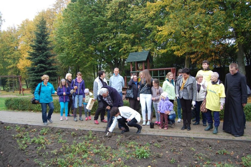 Sadzenie żonkili w Kartuzach 11-10-2014