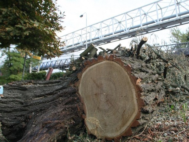 Część drzew wycięta została w ramach inwestycji prowadzonej przez Miejski Zarząd Dróg. Drzewka rosnące za pawilonami na ulicy Karczókowskiej zostały natomiast wycięte nocą przez nieznanego sprawcę.