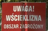 Mielec zagrożony wścieklizną zwierząt