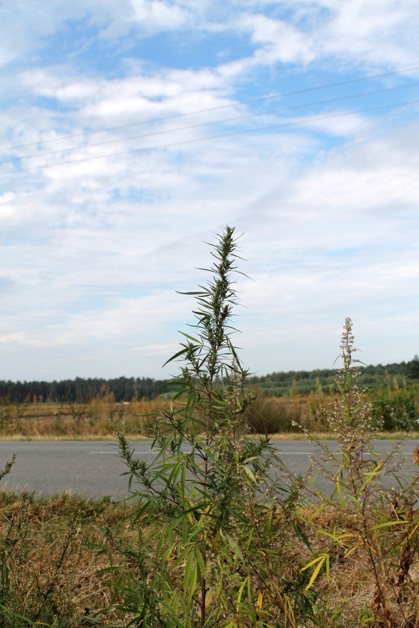 Konopie przy ruchliwej drodze powiatowej