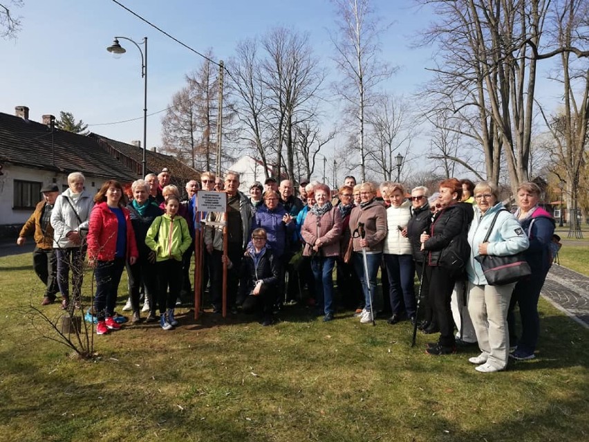Alwernia. Seniorzy wraz z burmistrz Beatą Nadzieją-Szpilą zasadzili drzewo na Rynku