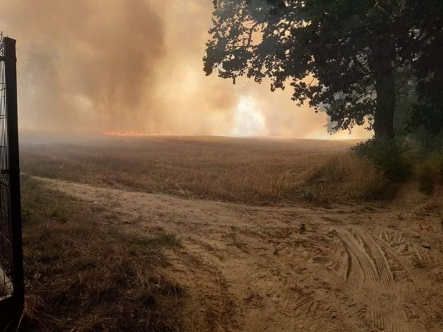 Pożar pola w Zamartem w pow. sępoleńskim. Było niebezpiecznie