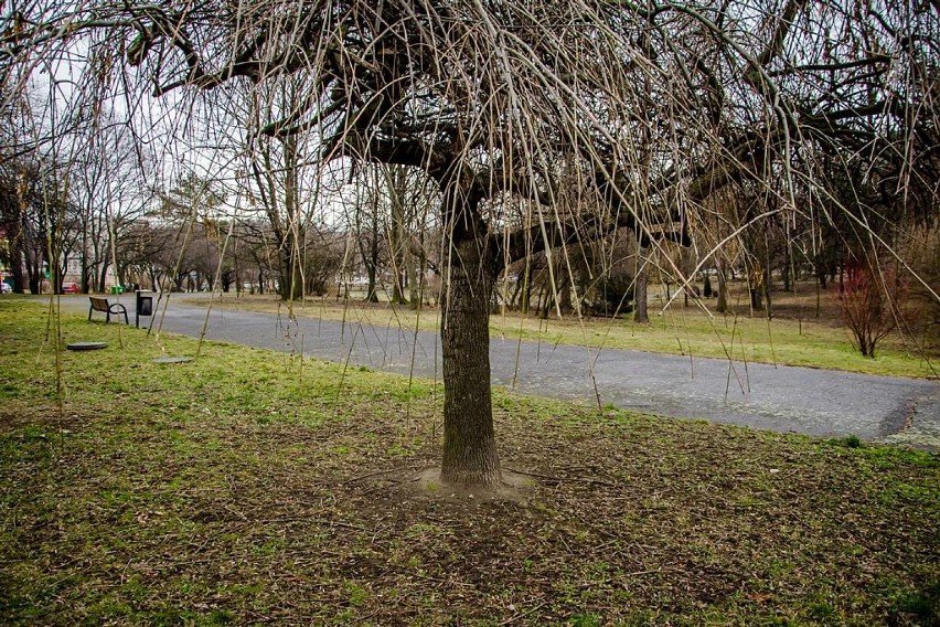 Wałbrzych: Smutny park na Piaskowej Górze (ZDJĘCIA)  