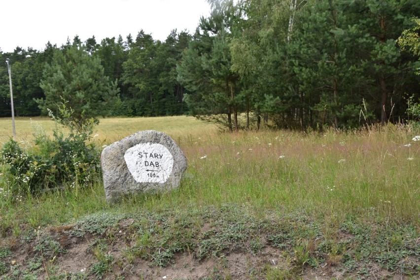 Spacer po lasach Nadleśnictwa Kartuzy cz. 2. Tajemnicza kapliczka i śródleśne stawy