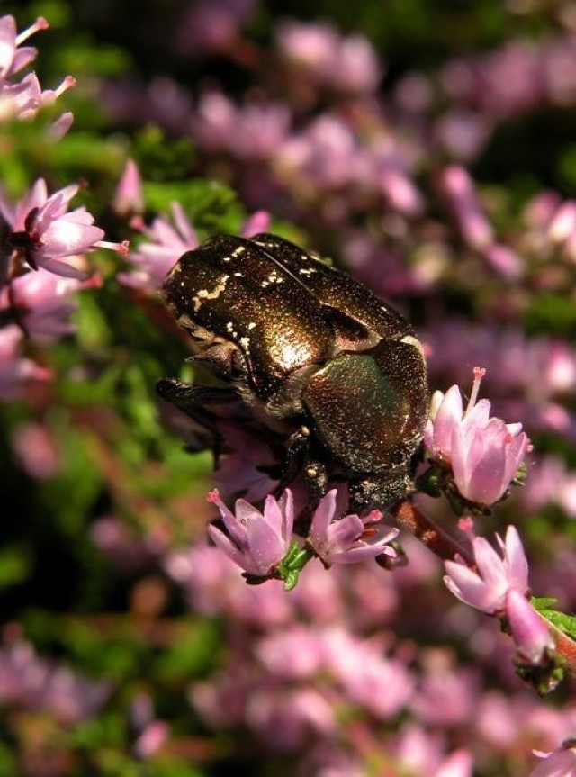 Kruszyca złotawka ( Cetonia aurata )