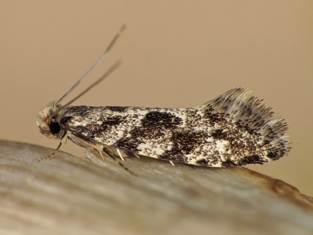 Nemapogon granella