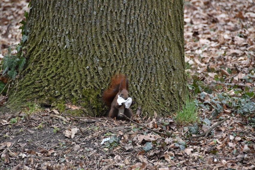 Wiewiórka eksplorowała znalezioną chusteczkę przez...