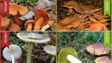 10 najczęstszych grzybowych pomyłek. Oto największe pułapki na grzybiarzy w polskich lasach. Skutki błędu mogą być tragiczne 