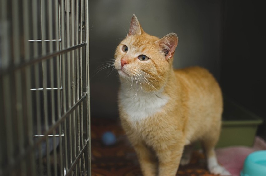 Zbiórka pieniędzy na kojec dla kotów. O wsparcie prosi wolontariuszka ze schroniska dla zwierząt w Radomsku