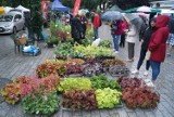 Targ na plantach miejskich w Kaliszu. Deszcz nie odstraszył wystawców i odwiedzających. ZDJĘCIA