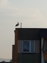 Chrzanów. Bociek wylądował na os. Południe. Coś mu się pomyliło?