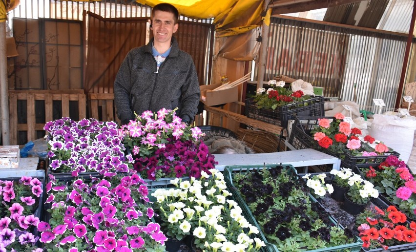 Sprawdziliśmy ile kosztują kwiaty balkonowe i rozsady warzyw na chełmskim bazarze.  Zobacz zdjęcia