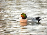 W Kaliszu odkryto niezwykle rzadką hybrydę kaczki? Zobacz jakie ciekawe okazy pływają po Prośnie. ZDJĘCIA, WIDEO 