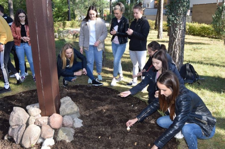 Wągrowiecka młodzież posadziła przy hospicjum "żonkilowe pola nadziei" 