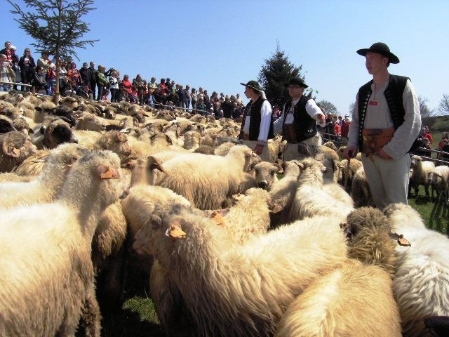 Górale w Koniakowie &quot;wymiszali&quot; owce [ZDJĘCIA]