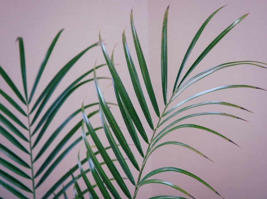 Areka to dość rozłożysta palma. Idealnie nadaje się do...