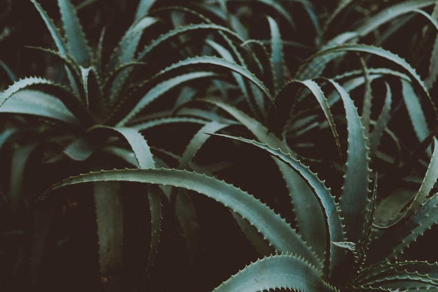 Aloes należy do grupy sukulentów. Oczyszcza powietrze z...
