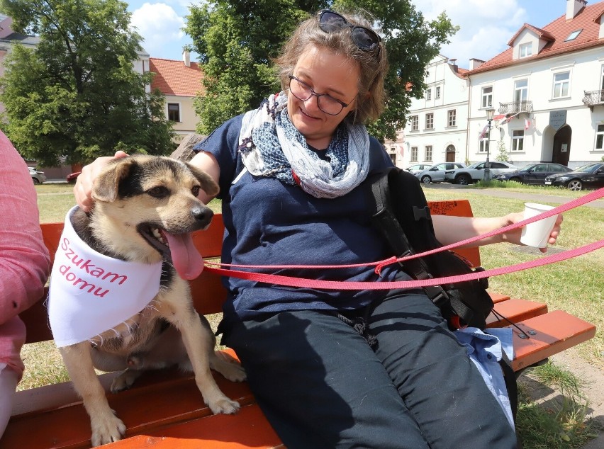 Prezentacja psiaków do adopcji podczas pikniku charytatywnego w Radomiu. Zobacz zdjęcia