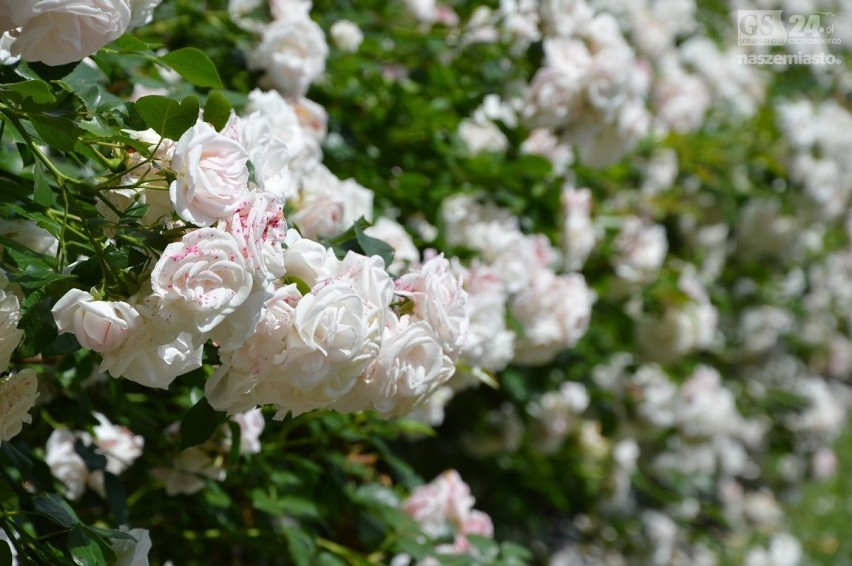 Szczecińska Różanka zachwyca! Tysiące kwiatów w różanym ogrodzie [zdjęcia]