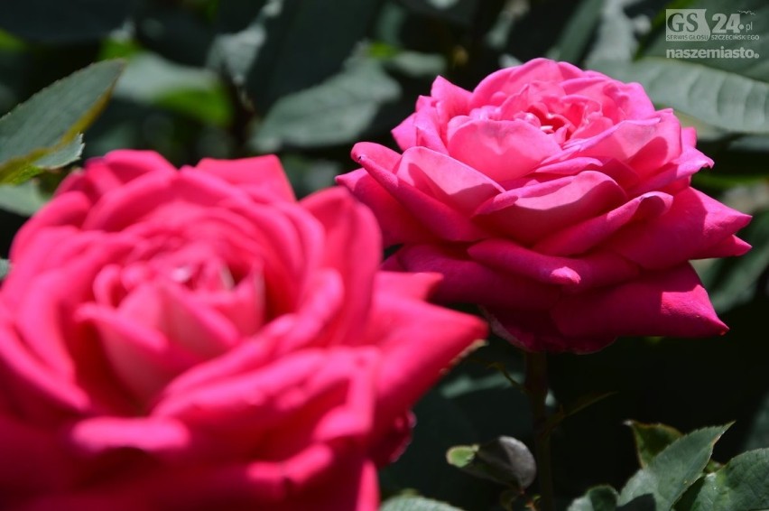 Szczecińska Różanka zachwyca! Tysiące kwiatów w różanym ogrodzie [zdjęcia]