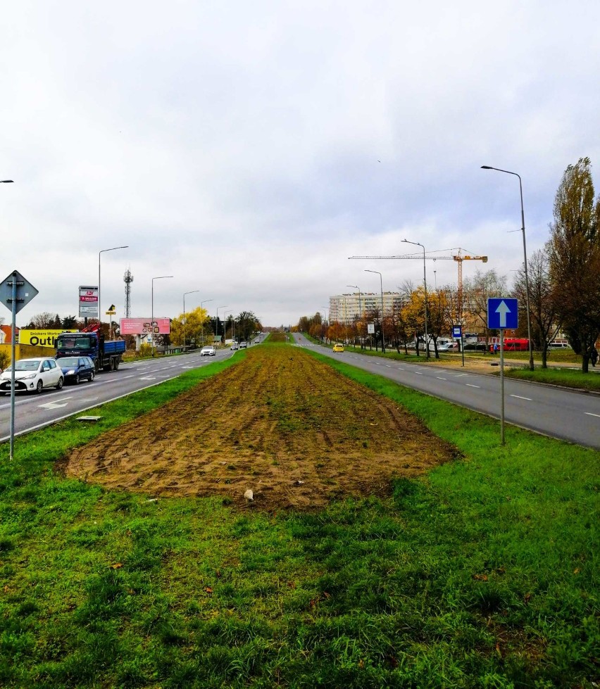 Łąki kwietne w Szczecinie już zasiane.