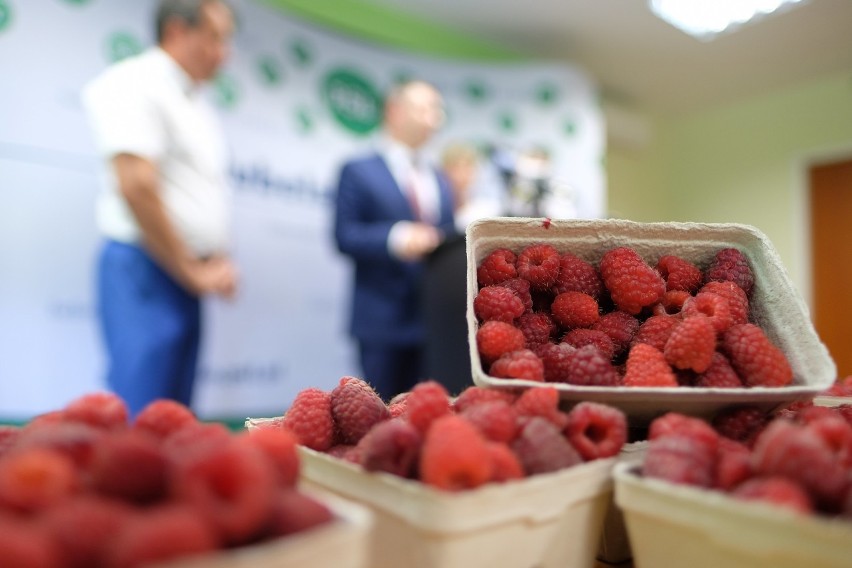 Plantatorzy z powiatu kraśnickiego apelują o pomoc: "Ceny malin są za niskie" (WIDEO)