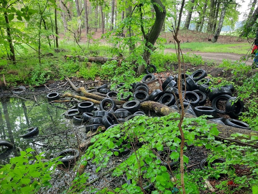 Wybrałem się na spacer leśną drogą z Zielonej Góry do...