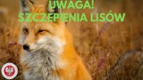 Wkrótce akcja szczepienia lisów w powiecie tomaszowskim i opoczyńskim