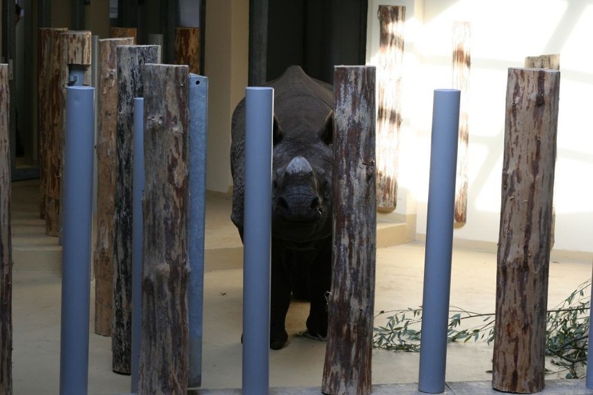 Wrocław: Zoo ma nowy wybieg dla nosorożców, małp i wiewiórek-gigantów (ZDJĘCIA)