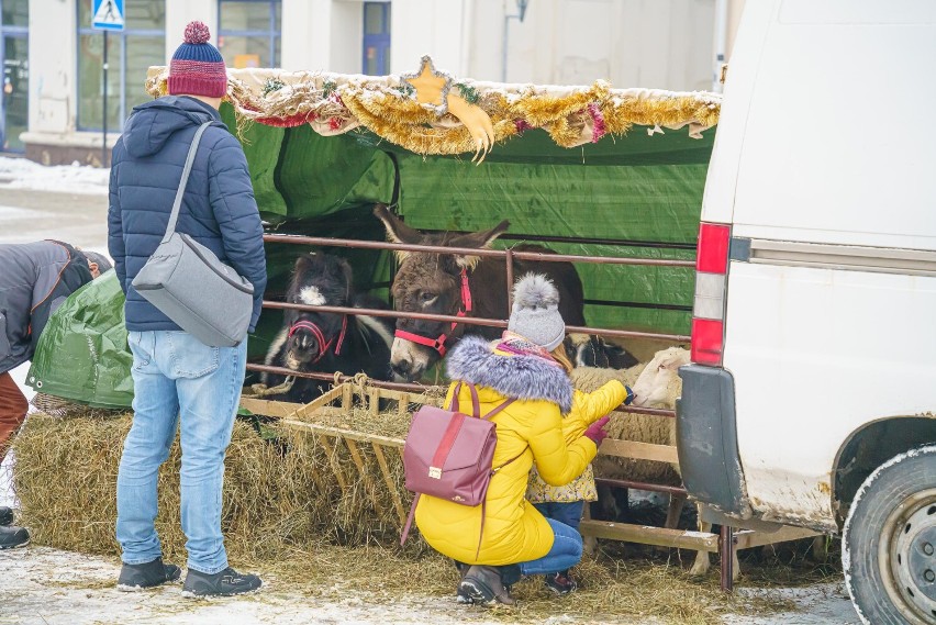 Nowosądecki Jarmark Bożonarodzeniowy. Na Rynku szopka z żywymi zwierzętami, świąteczne ozdoby i smakołyki
