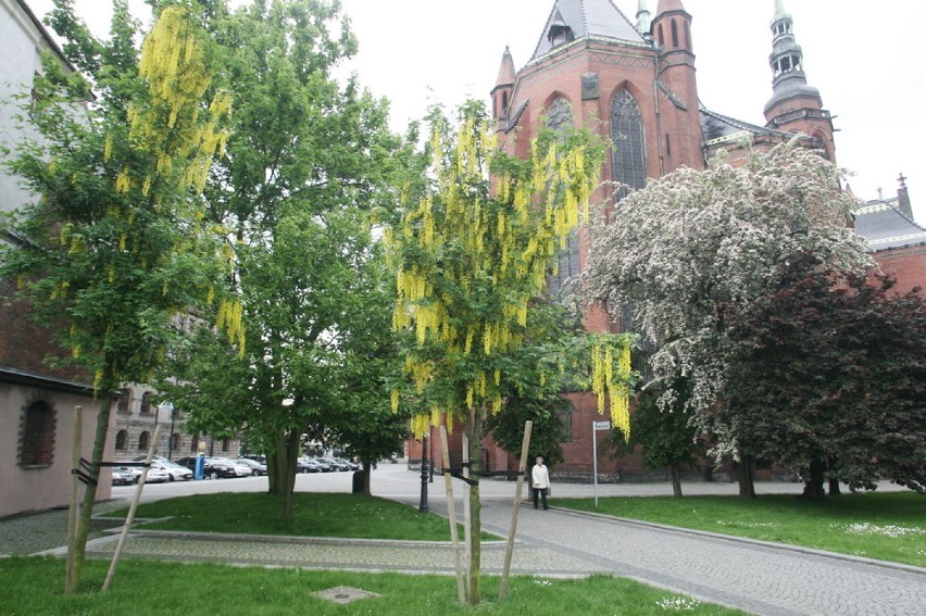Trujące drzewa w centrum Legnicy (ZDJĘCIA)