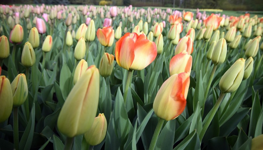 W łódzkim Ogrodzie Botanicznym rośnie 70 tysięcy tulipanów,...