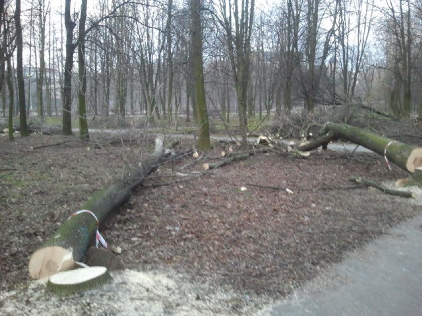 Drzewa w parku im. Jana Pawła II w Kraśniku zostały już...