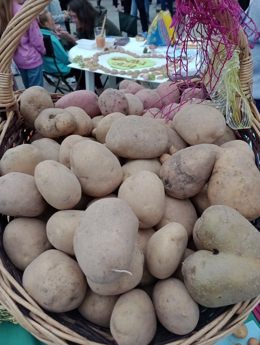 Święto ziemniaka w Pogorzelcu