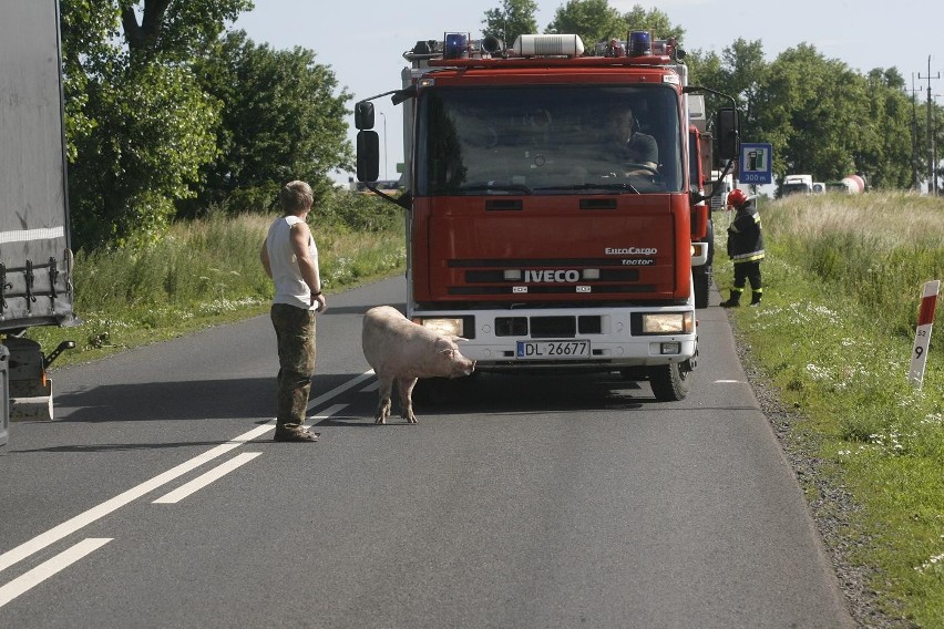 Wypadek ciężarówki ze świniami na trasie Legnica - Złotoryja (ZDJĘCIA)