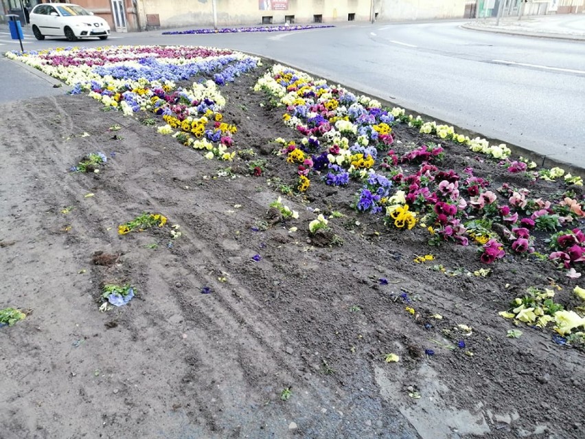 Zniszczone nasadzenia przy II Liceum Ogólnokształcącym w Ostrowie Wielkopolskim. Mieszkańcy krytykują