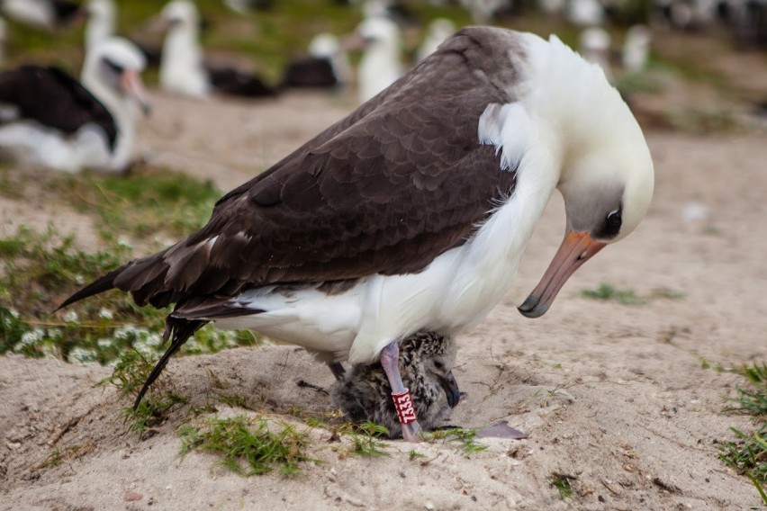 Najstarszy ptak świata, 65-letnia "Mądrość" ponownie została...