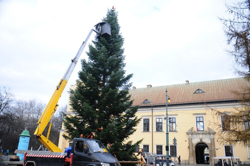 Kraków. Na Franciszkańskiej szykują już choinkę. W sobotę zapalą lampki [ZDJĘCIA]