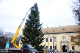 Kraków. Na Franciszkańskiej szykują już choinkę. W sobotę zapalą lampki [ZDJĘCIA]