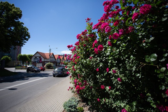 Piękne kwiaty pojawiły się w centrum Radlina