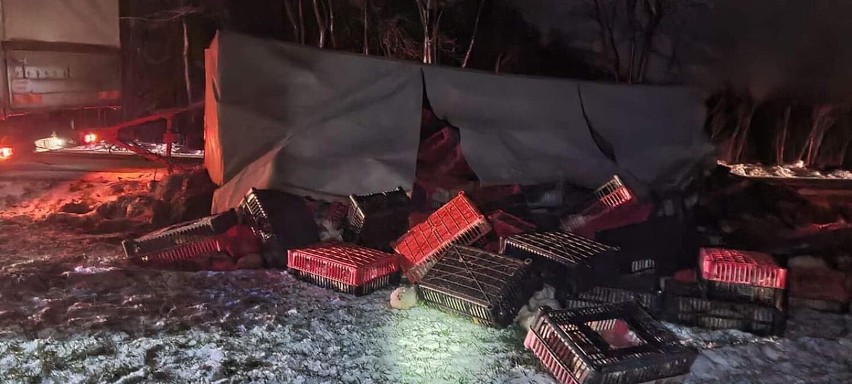 Wypadek na terenie gminy Brzeziny. Ciężarówka z kurami przewróciła się na bok