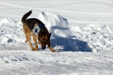 Szkolenie psów-ratowników na lodowcu (ZDJĘCIA)