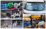 Nowy Sącz. Trwa zbiórka potrzebnych rzeczy dla zwierząt z ogarniętej wojną Ukrainy. Wiele sądeczan jest chętnych do pomocy [ZDJĘCIA]