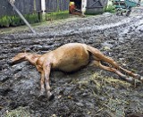 Koszmar w Starzenicach pod Wieluniem - źrebaki i dorosłe konie padały w męczarniach